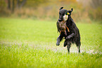 Flat Coated Retriever auf Entenjagd