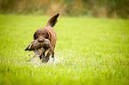 Flat Coated Retriever auf Entenjagd