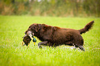 Flat Coated Retriever auf Entenjagd