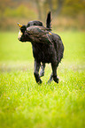 Flat Coated Retriever auf Entenjagd