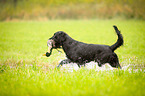 Flat Coated Retriever auf Entenjagd