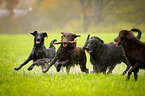 Flat Coated Retriever spielt mit Stock