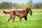 Flat Coated Retriever auf Entenjagd