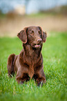 liegender Flat Coated Retriever