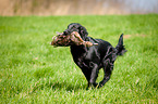 Flat Coated Retriever auf Entenjagd