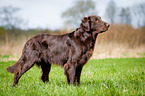 stehender Flat Coated Retriever