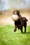 Flat Coated Retriever apportiert Ball