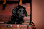 Flat Coated Retriever Welpe in Kiste