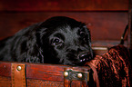 Flat Coated Retriever Welpe in Kiste