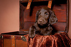 Flat Coated Retriever Welpe in Kiste