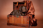 Flat Coated Retriever Welpe in Kiste