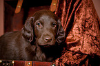 Flat Coated Retriever Welpe in Kiste