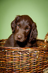 Flat Coated Retriever Welpe im K�rbchen