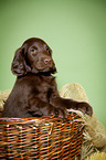 Flat Coated Retriever Welpe im K�rbchen