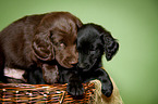 Flat Coated Retriever Welpe im K�rbchen