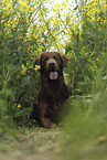 liegender Flat Coated Retriever