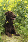 liegender Flat Coated Retriever