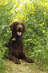 liegender Flat Coated Retriever