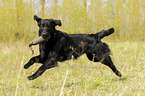 spielender Flat Coated Retriever