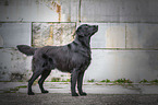 Flat Coated Retriever