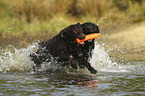 rennende Flat Coated Retriever