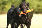 Flat Coated Retriever