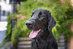 schwarzer Flat Coated Retriever