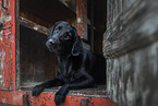 Flat Coated Retriever Rde