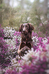 Flat Coated Retriever Rde