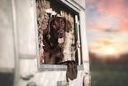Flat Coated Retriever Rde