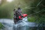 Flat Coated Retriever Rde