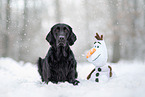 Flat Coated Retriever Rde