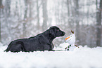 Flat Coated Retriever Rde