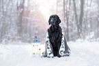 Flat Coated Retriever Rde