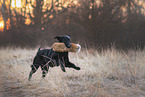 Flat Coated Retriever Hndin