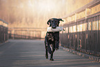 Flat Coated Retriever Hndin