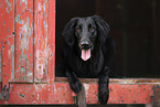 Flat Coated Retriever Hndin