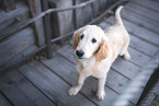 junger Flat Coated Retriever