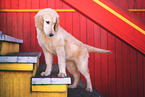 junger Flat Coated Retriever