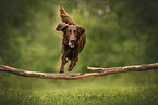 Flat Coated Retriever im Sommer