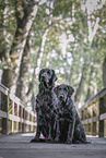 schwarzer Flat Coated Retriever