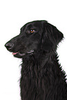 Flat Coated Retriever Portrait