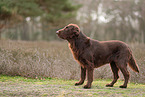 Flat Coated Retriever