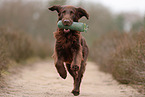 Flat Coated Retriever