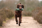 Flat Coated Retriever