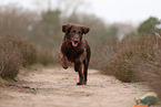 Flat Coated Retriever