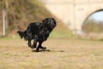 Flat Coated Retriever