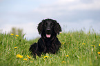 schwarzer Flat Coated Retriever