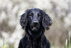 schwarzer Flat Coated Retriever