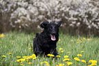 schwarzer Flat Coated Retriever